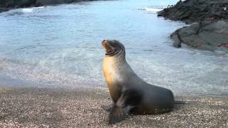 Sonido de Foca  Sonidos de Animales para Niños [upl. by Ziana240]