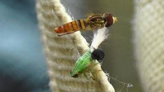 Planthopper Nymph with an extruding wasp larva Dryinid and a hover fly Toxomerus politus [upl. by Ingaberg]