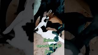 beetalgoatfarming bittal goathusbandry goatfarming goatbusiness animals video viralvideo [upl. by Aivirt]