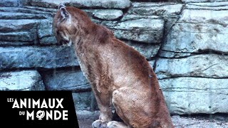 Le puma  Parc national de Yellowstone  USA  champions de la nature [upl. by Charters]