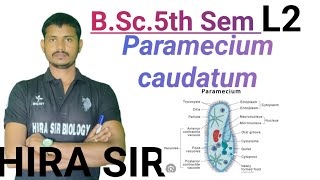 BSc5th semester paramecium trochocystermicronucleusmorphological hira biology by Hira sir [upl. by Ruhtracm471]