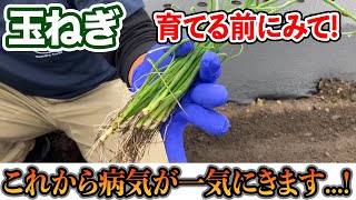 【玉ねぎ】植え付け時にやると病気になります。今後病気にならないために。 [upl. by Llebiram]