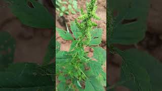 Amaranthus retroflexus  Redroot pigweed  Cholai [upl. by Lowney]