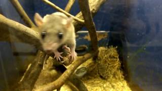 Smallest oldest marsupialsGray Shorttailed Opossum最小最古の有袋類。ハイイロジネズミオポッサム。 [upl. by Battat888]