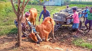 Bullock Cart heavy loaded plants  Bullock Cart Ride amazing video village allworking [upl. by Aneleh944]