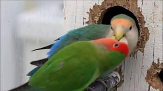 Lovebird 🦜 Breeding  Nest Making  petsandanimals birds nature itspetslifecuteanimals [upl. by Ollayos]