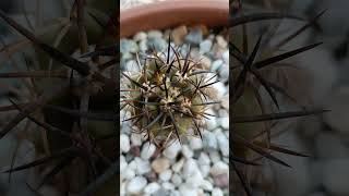 Copiapoa Cinerea Cinerea Taltal copiapoa astrophytum cactusdecoleccion [upl. by Marlowe]