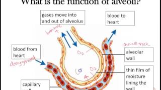 Gas exchange Part 2 Awesome alveoli adaptations [upl. by Sonia117]