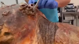 Clearing barnacles off sea turtle full video [upl. by Aikemehs658]