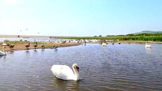 Abbotsbury Swannery [upl. by Yllor]