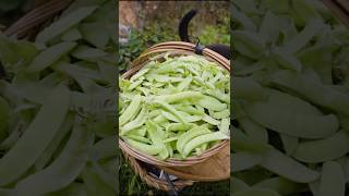 Green peas harvest fresh from farm shorts ytshorts farming [upl. by Ona671]