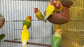 Cute Lovebird  2 Hours of Relaxing Parakeet Sounds to Reduce StressSinging a Birds [upl. by Jacquette749]