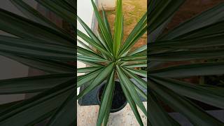 Yucca plant🌿🌿 shortvideo ❤️areca palm [upl. by Alis682]