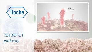 Cancer immunotherapy  The PDL1 pathway [upl. by Idok96]