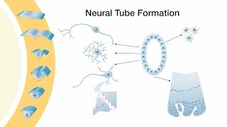 Neurulation [upl. by Rubina]