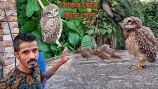 দেশি পাখিদের সঙ্গে লড়াই করতে করতে পেঁচা গাছে উড়ে গেল [upl. by Whiffen538]