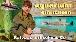 Aquarium einrichten  Einheimische Fische für das Kaltwasseraquarium  was zu beachten ist [upl. by Blood]