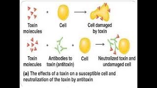 antitoxin mechanism [upl. by Ahsemik]