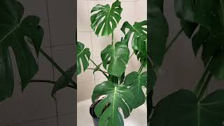 Cleans the leaves calms the brainPlaying this Monstera Shower on repeat 💆🏻‍♀️ asmr calmingsounds [upl. by Fanning]