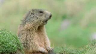 Walk On The Wild Side  Prairie Dog Alan [upl. by Arjun282]