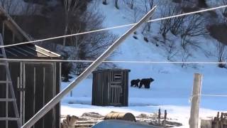 Old russian woman shooing away two bears [upl. by Ynohtna]