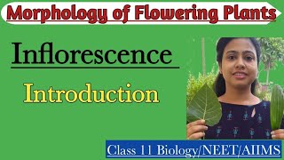 InflorescenceIntroduction Racemose amp Cymose Inflorescence Morphology of Flowering PlantsClass 11 [upl. by Ataner53]