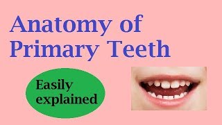 Anatomy of primary teeth [upl. by Bazluke]