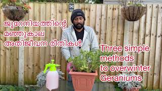 Three methods to overwinter your Geranium plants gardening wintergardening [upl. by Nitza853]