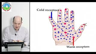 Thermal sensation Thermoreceptors [upl. by Annairdna]