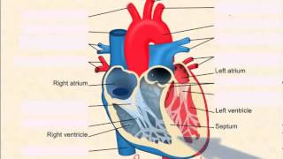 Heart Anatomy [upl. by Wilsey]