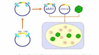 Virus adenoasociados como vectores de terapia génica [upl. by Barry789]