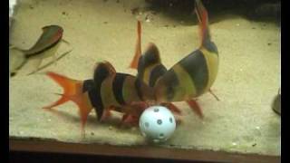 Clown loaches eating from plastic golfball [upl. by Zedekiah703]