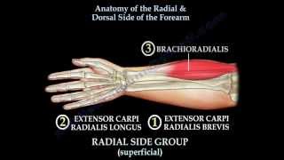 Anatomy Of The Radial amp Dorsal Forearm Part 2  Everything You Need To Know  Dr Nabil Ebraheim [upl. by Cass]