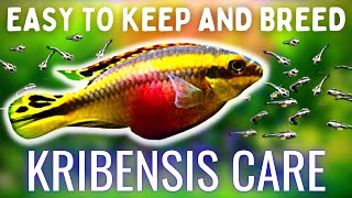 Easiest EggLaying Fish To Breed Kribensis Care  Breeding Guide [upl. by Yoccm959]