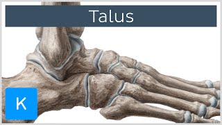 Talus Bone Anatomy and Innervation  Human Anatomy  Kenhub [upl. by Mccartan674]