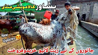 Peshawar Kala Maweshi Mandi New Updates  Cow Mandi 2024  Munsif Khan Vlog [upl. by Drawoh66]