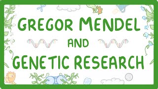 GCSE Biology  Gregor Mendel and the History of Genetics 76 [upl. by Patin]