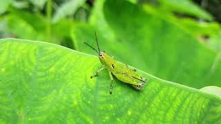 Grasshopper Jumping  Slow motion [upl. by Mazur]