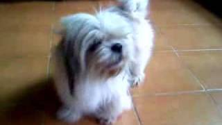 My cute dog barks Soprano mode [upl. by Ahsasal]