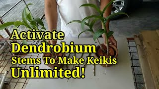 MAKE UNLIMITED KEIKIES  DENDROBIUM ORCHID KEIKIES ACTIVATION TECHNIQUE [upl. by Lambard]