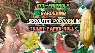 EcoFriendly Gardening Sprouted Popcorn in Toilet Paper Rolls 🌽popcorn gardening gardeningtips [upl. by Arrimat540]