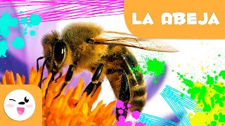 La abeja 🐝 Animales para niños 🍯 Episodio 4 [upl. by Row277]