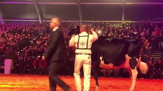 Intermediate Champion Holstein Libramont 2019 [upl. by Sutton]