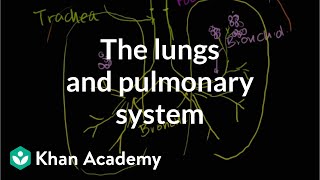 The lungs and pulmonary system  Health amp Medicine  Khan Academy [upl. by Godiva]