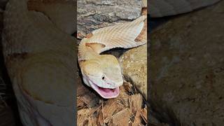 Copperheads eating Hornworms [upl. by Erdei]