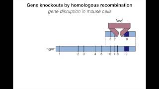 Homologous Recombination IV [upl. by Kissel]