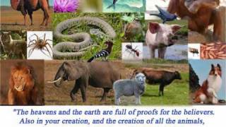 Animals Mentioned in the Quran [upl. by Aneehsal]