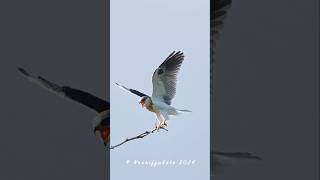 Juvenile WhiteTailed Kite Landing…🍃🪶birds raptor whitetailedkite kite wildlife birdsofprey [upl. by Violante]