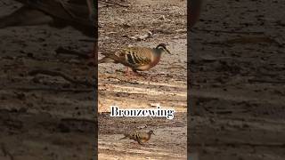 SPOTTED Bronzewing [upl. by Friede]