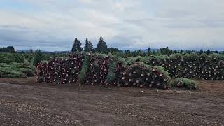 Christmas tree farm [upl. by Ilyah]